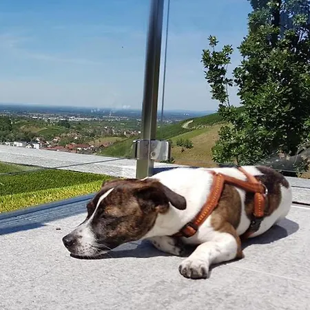 Mit Panoramablick Hébergement de vacances